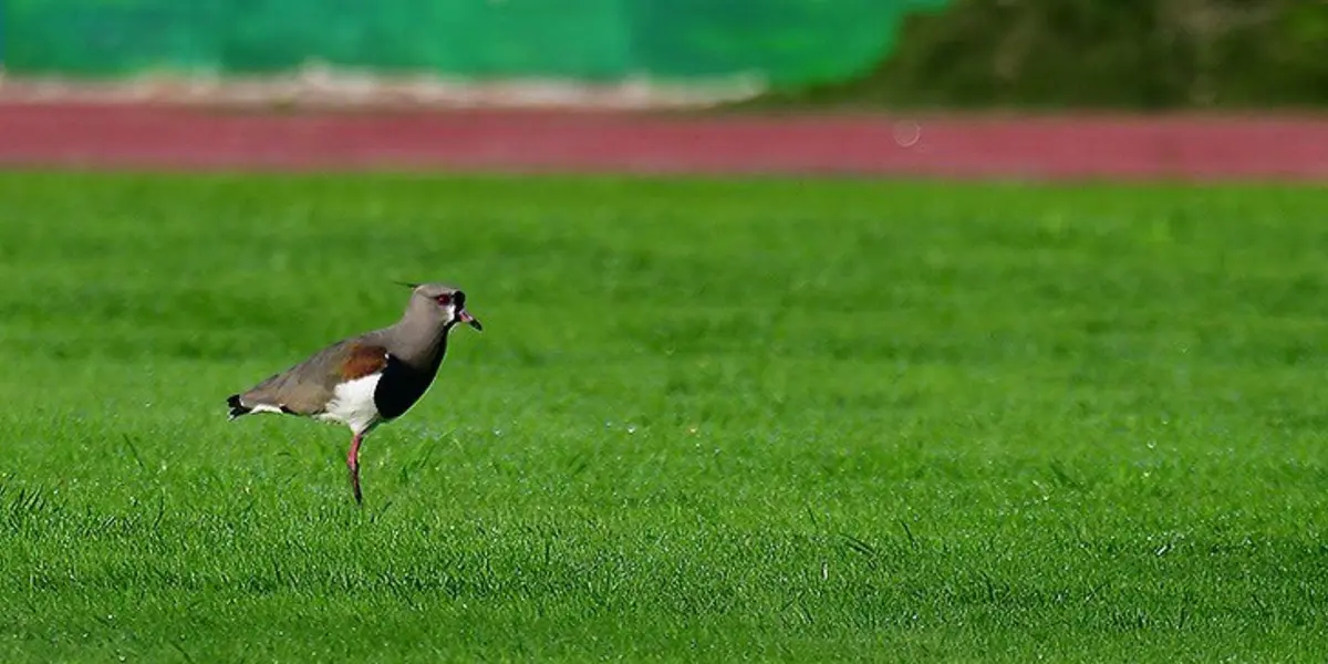 El partido finalmente se disputó en Jardines Del Hipódromo
